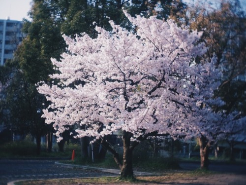 AM6:30/早起きは三文の徳「毎年おんなじじゃん」って言いながらもなんだかんだで桜を撮ってしまう。今年も桜の季節がやってきた。