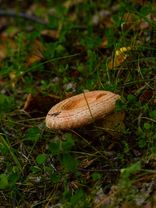  Lactarius torminosus, woolly milkcap, karvarousku