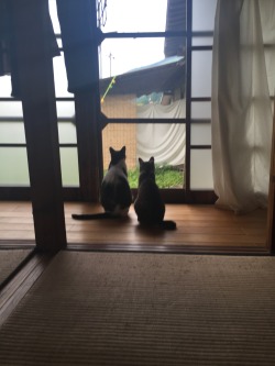 nekonokiroku:  2016.7.8  朝の猫は窓際にいる