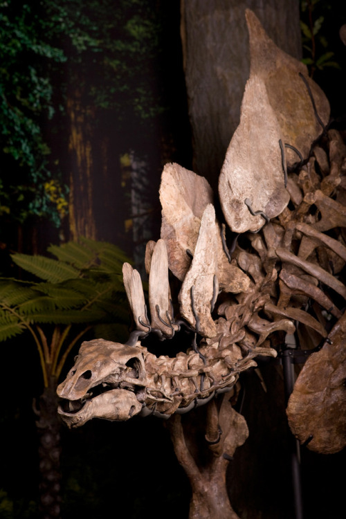 carnegiemuseumnaturalhistory:Stegosaurus armatusStegosaurus armatusis one of the most recognizable d