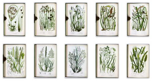 michaelmoonsbookshop: The British Grasses and Sedges by Anne Pratt London Society for the Promotion 