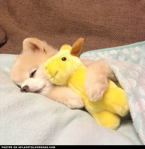 aplacetolovedogs:  Sweet Pomeranian puppy Shun all tucked in and ready for bed @shunsuke_ekusnuhs