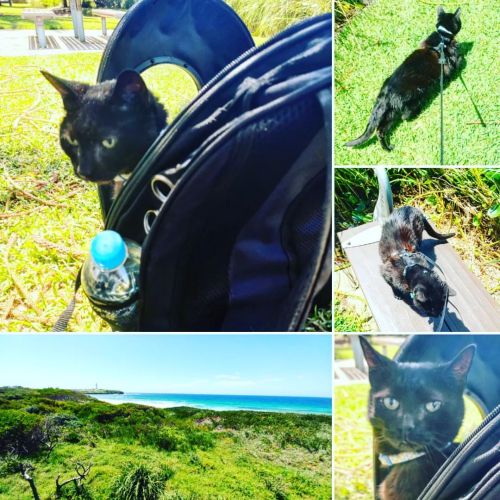 Took Salem for a walk yesterday… He’s such a funny fur ball… #blackcatsofinstagr