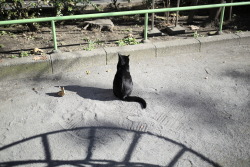 g00melo5:  dolphinrocket:  a cat in the park 2014.1.2@Ueno,Japan  Reblog 