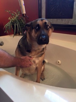 awwww-cute:  Rub a dub dub! Steeler hates