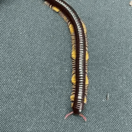 Centipede Cw Explore Tumblr Posts And Blogs Tumgir