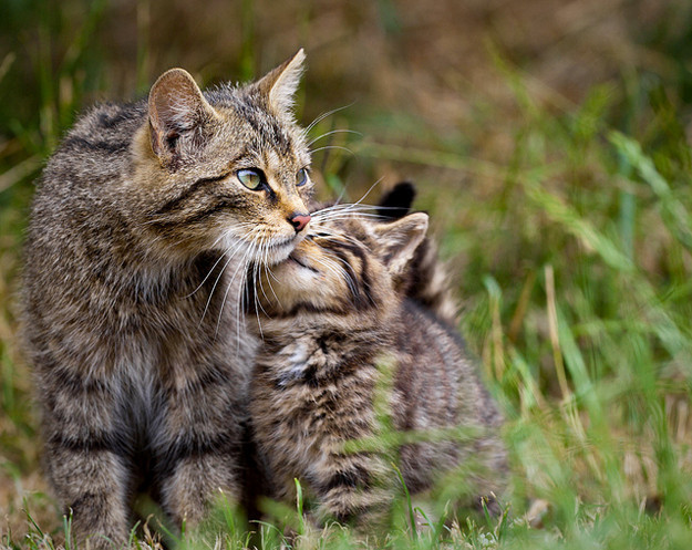 paintwriteplay:  more kittens 