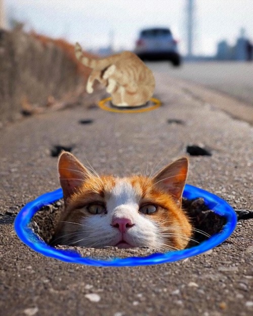 Photoshop Battles: Cat in a Pot Hole | sources