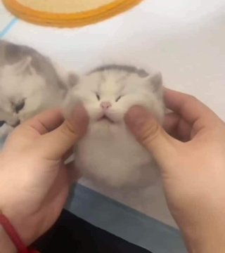 seppukku: