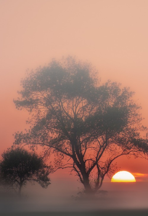 s-m0key - Sunrise. Omnia sol temperat... | By - Ana Tramont