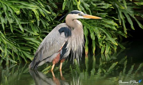 Great Blue Heron (Ardea herodias)© Shannon O'Shea Wildlife Photography