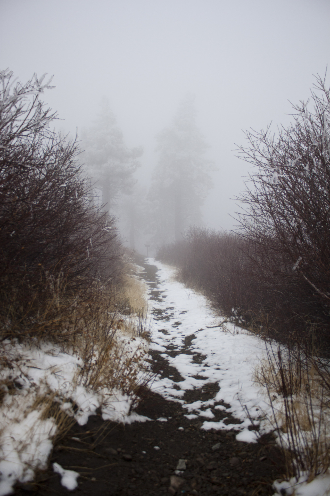 thomas-turner-photography:   “Snowy Path”  12/3/13 Wrightwood Ca, Canon Rebel