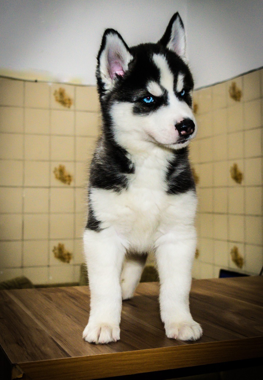 baby husky puppies tumblr