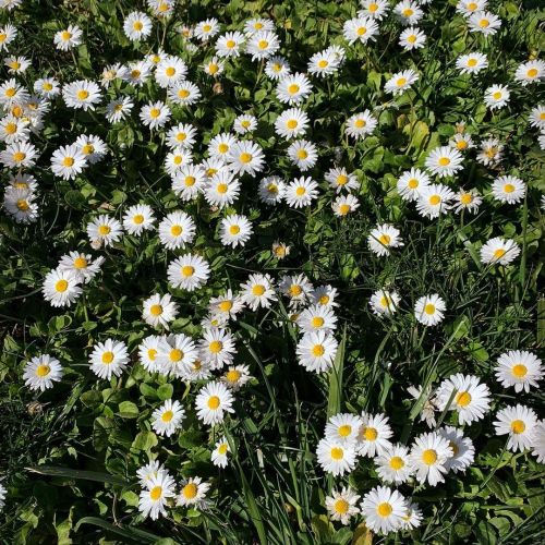 Lie down in a bed of small, daisy pedals,