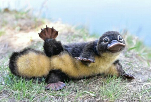cuteness–overload:Here’s a little platypus for all of u.Source: bit.ly/2jMWQUe