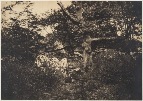 Chêne dans les rochers à Fontainebleau by Gustave Le Gray