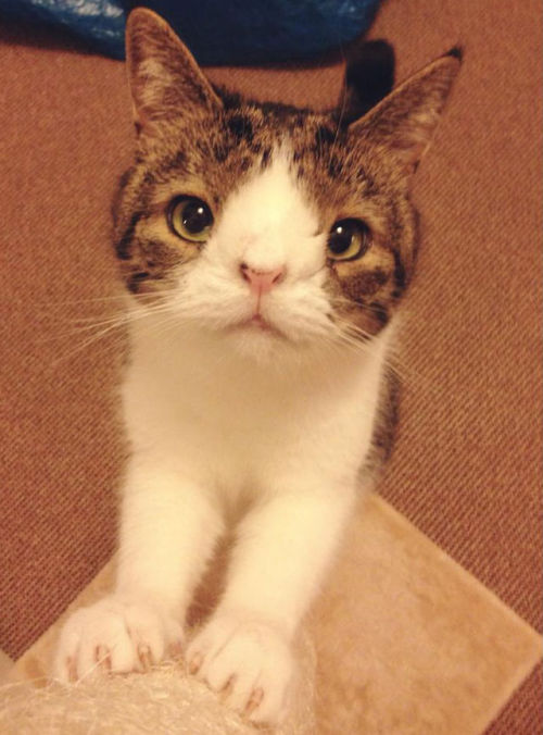 escape-to-asgard:lastcontagiousvictim:catsbeaversandducks:Meet Monty: The Adorable Cat With An Unusu