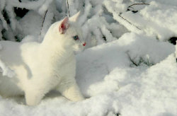 pagewoman:Snow Cat    ☆    ♡  ☆  