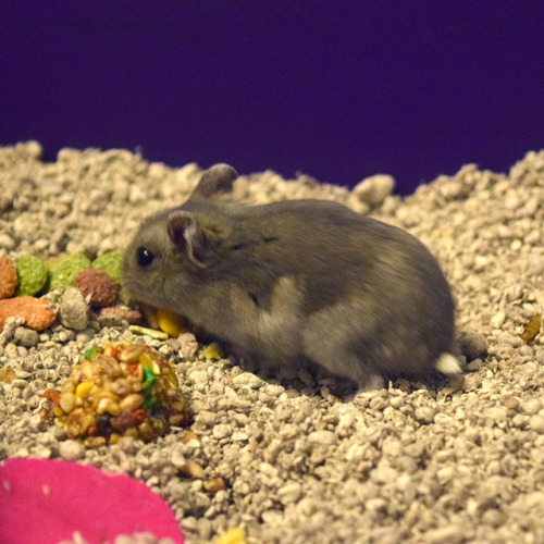 Hey everyone, I’ve got a sad update about Demo, the injured russian dwarf I rescued last week.After 