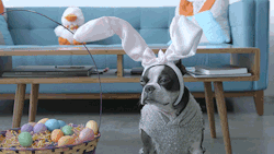 gifsboom:Easter Dog on a Roomba. [video]