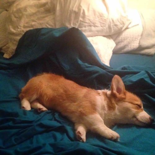 awwww-cute:Corgi puppy loves clean sheets from the dryer