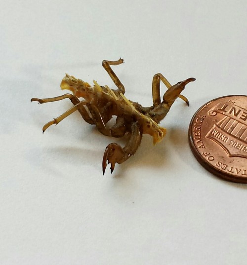 You know the shed cicada shells that you find all over the place this time of year in much of the U