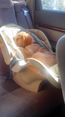 misterbarksday:  poochcrew:  Shhh the baby is sleeping  aslaveobeyss