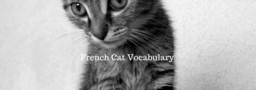Un Chat / Une Chatte  A Cat (m.) / (f.) Un Chaton   a Kitten Un Matou   a Tomcat Un Chat Domestique 