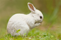 Praying White Rabbit by thrumyeye 
