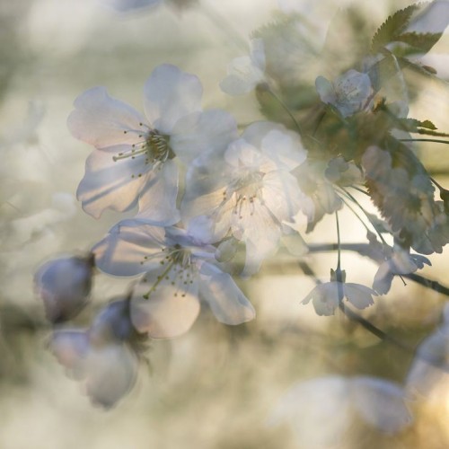 Fade Away With The Old, Every Day Is Brand New. I'll Call Out Your Name, All You Have To Do Is Blossom