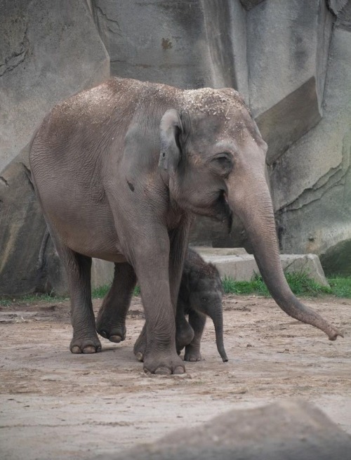 In this picture from the Columbus Zoo, we see baby Frankie taking a stroll alongside his mother Phoe