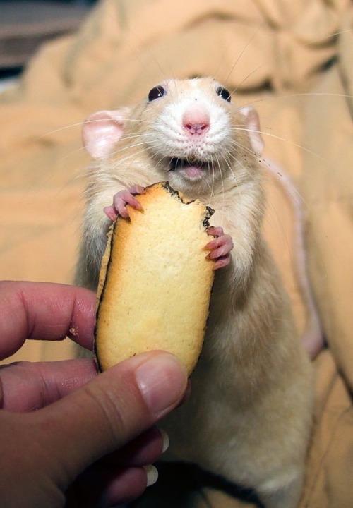 teachytv:  look at this rat eating a cookie and TELL ME TO MY FACE that bunnies are better than rats I DARE YOU