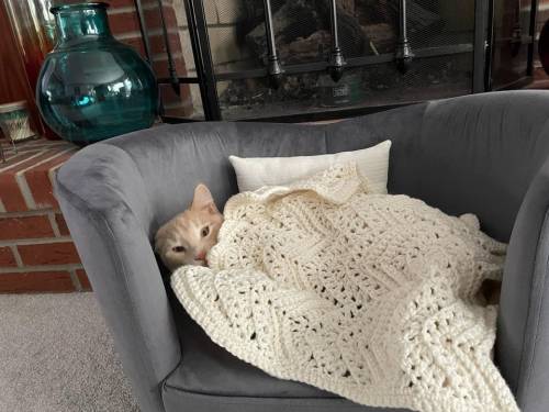 everythingfox: “My wife bought our cats a sofa, then a throw pillow and finally a mini afghan.