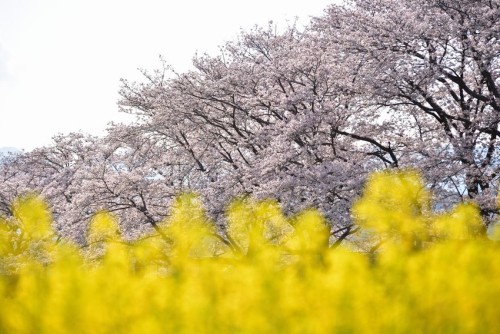 norisunorin: 奈良県　藤原宮跡  Nara Cherryblossom