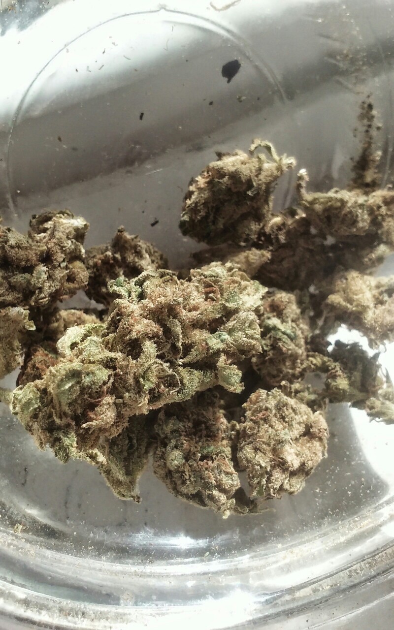 stoner-vogue:More pics of the blackberry kush I forgot to post…lovely strain lmao