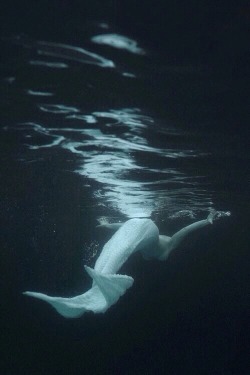 rainbowsnowlight:Mermaid