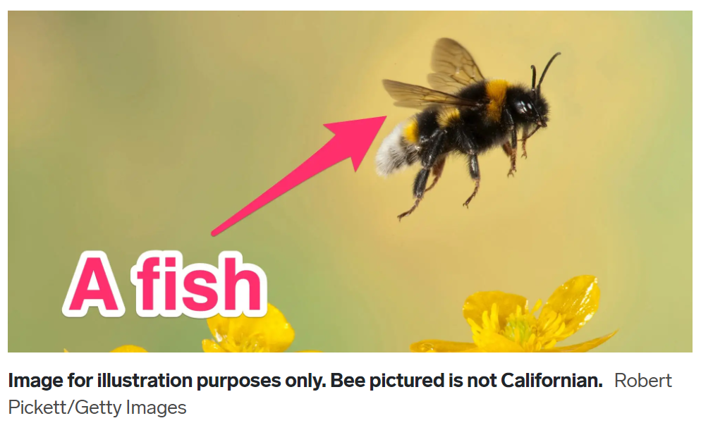 an image of a bee labeled 'a fish'