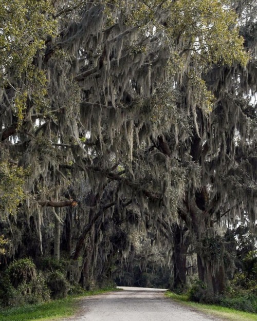 Trees down south have a difference to them, a subtle, slinking movement, mile by mile- a gracefulnes