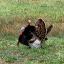 the-wild-turkey