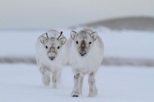 m0ose-idiot:animal-factbook:Svalbard Reindeer are the smallest subspecies of Reindeer, standing only