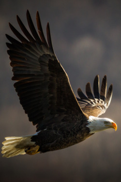 l0stship:  beautiful bird in flight / by