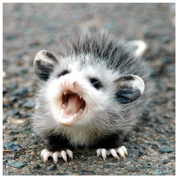 possumoftheday: Today’s Possum of the Day has been brought to you by: Aaaaaaaaaaaaaaaaaaaa!