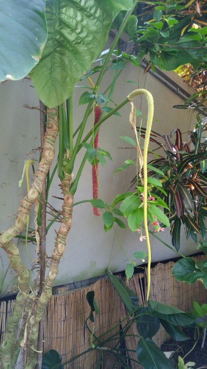 Anthurium dolichostachyum is in the peace lily family Araceae. It is native to South America includi