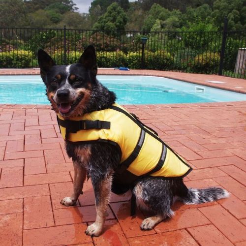 Keep your water lovin’ pup safe this Summer! Doggie Swim Vests now available.    FREE WORLDWID