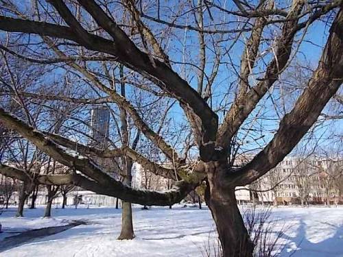 Trees in winter - Wroclaw, Poland.