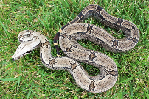 Eon Blue, 2016 Bolivian Silverback Short Tailed Boa (Boa c. amarali)