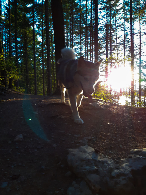 Nothing like an evening walk with this girl 