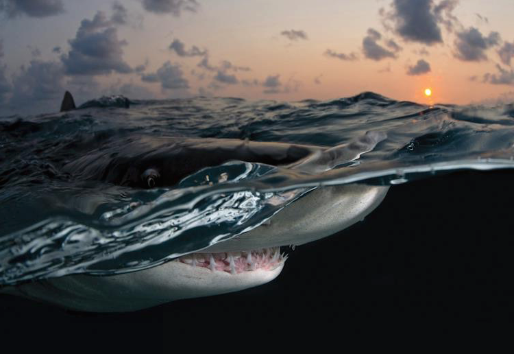 nubbsgalore:  lemon sharks photographed by (click pic) todd bretyll, andy murch, daniel