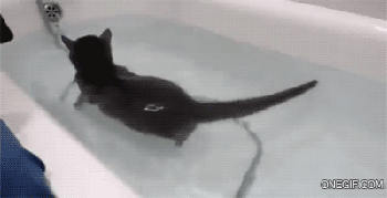 mydirtylil-secret:  niknak79:  Cat in the bath  was i lied to when i was told cats don’t like water? THIS PROVES I WAS! 