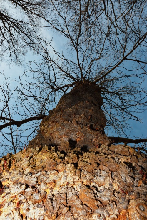 Up it goes.Tree in spring.